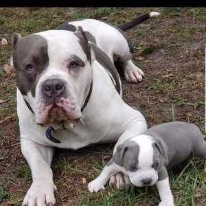 Meet your Posher, Elkins